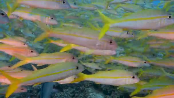 Close Slow Motion Shot Big School Goatfish Tropical Coral Reef — Stock video