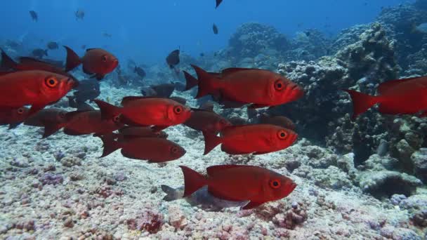 Beautiful Close Slow Motion Shot Red Goggle Eye Fish Tropical — Stock Video