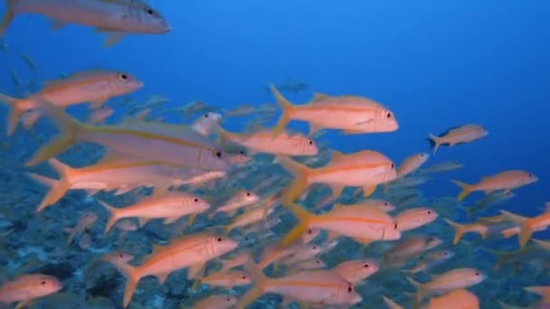 Tubarões Recife Cinzentos Uma Grande Escola Peixe Cabra Recife Coral — Vídeo de Stock