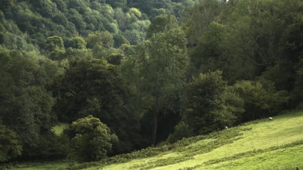 Hill Field Surrounded Summer Trees — ストック動画