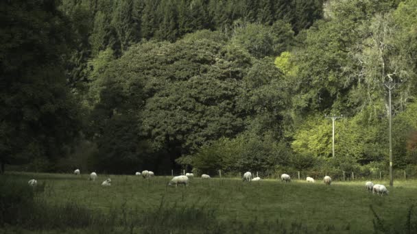 Sheep Graze Sunshine Summers Day Field England — Wideo stockowe