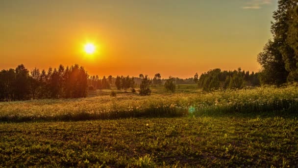 Sunset Timelapse Green Grasslands White Wild Flowers Evening Time Red — Wideo stockowe