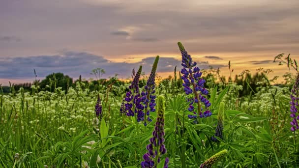 Wonderful Purple Lupines Sunset Wild Flowers Meadow — Vídeo de Stock
