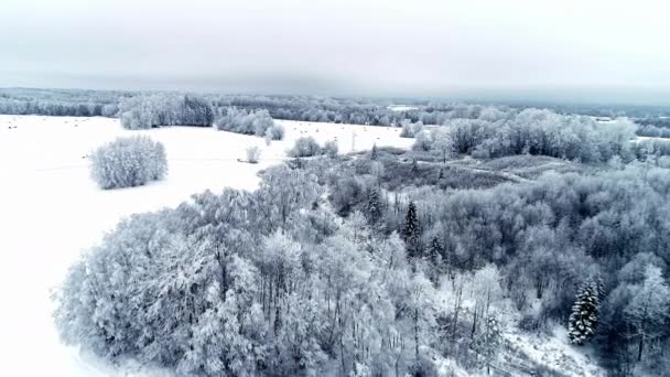 Wonderful Winter Wonderland Landscape Field Forest Snowy Weather — Vídeo de Stock