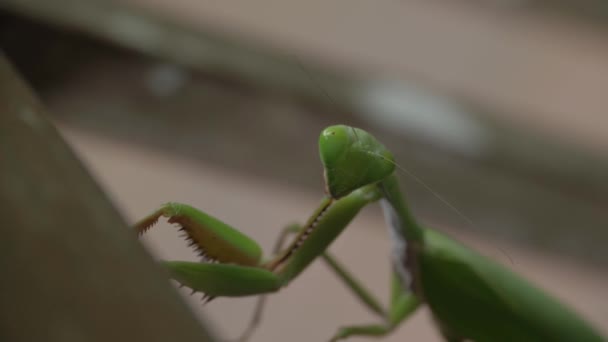 Macro Shot Praying Mantis Forest — стокове відео