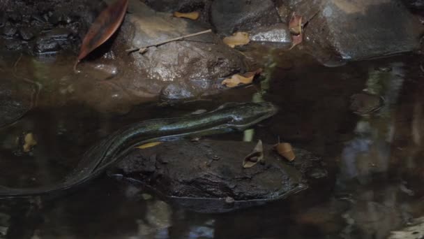 Goanna Fish Australian Halosaur Resting Rocks Emmagen Creek Daintree National — Stockvideo