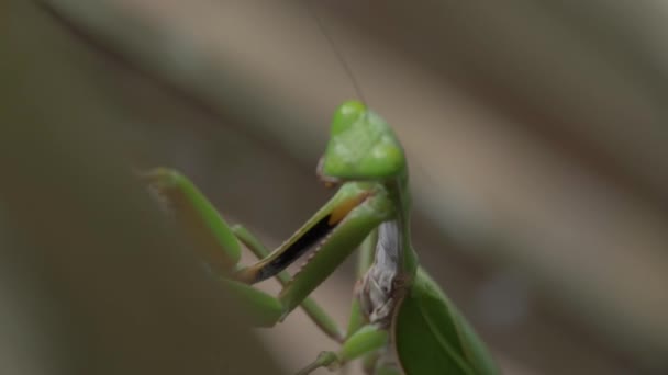 Close Praying Mantis Its Natural Habitat — ストック動画