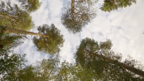 Looking Perspective Trees England Forest Sky Rotating Shot — Vídeos de Stock
