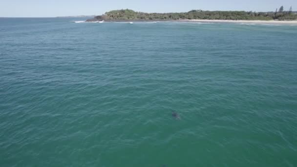 Bottlenose Dolphins Swimming Tasman Sea Fingal Headland Nsw Australia Aerial — Stock Video