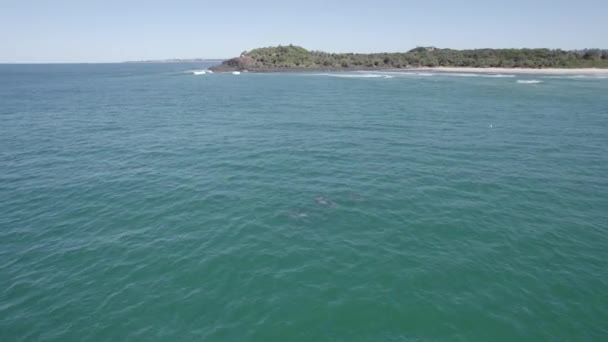 Bottlenose Dolphins Swim Fingal Headland Nsw Australia Aerial Drone Shot — Stockvideo