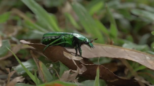 Green Scarab Beetle Climbing Leaves Rainforest Floor Macro — Video Stock