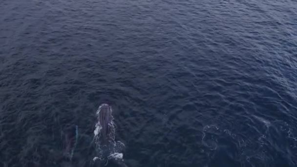 Aerial View Humpback Whales Swimming Sea Surface Drone Shot — Stockvideo