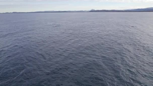 Aerial Humpback Whale Ocean Fingal Head Nsw Australia Drone Shot — Vídeos de Stock
