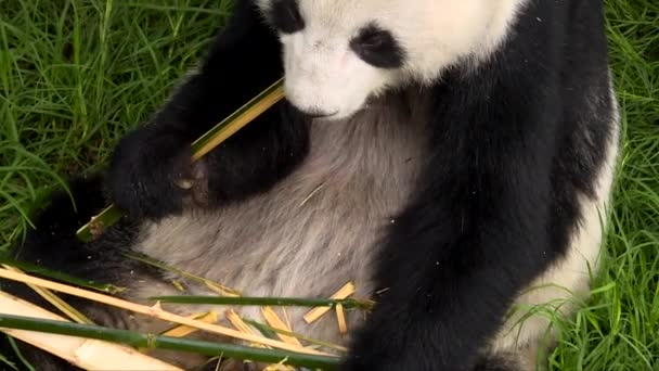 Close Gigant Panda Eating Bamboo — Stok Video