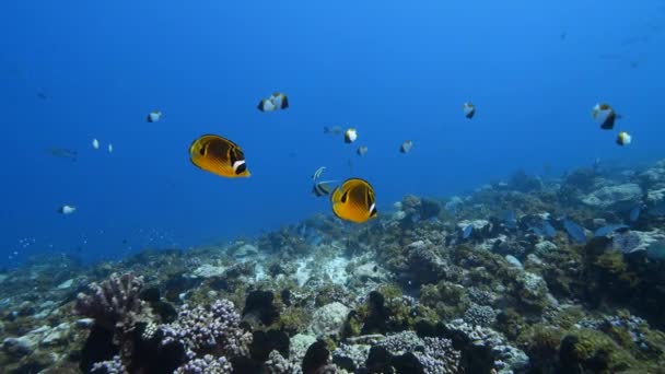 Beautiful Orange Butterly Fish Crystal Clear Water Tropical Coral Reef — ストック動画