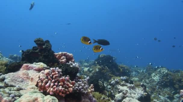 Красивая Апельсиновая Рыба Кристально Чистой Воде Тропическом Коралловом Рифе Атолле — стоковое видео