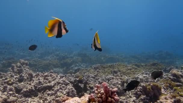 Indian Banner Fish Tropical Coral Reef Atoll Fakarava French Polynesia — Stockvideo