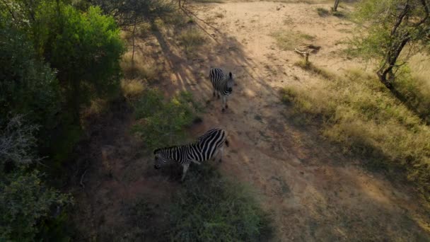 Aerial Shot Two Zebras Jungle Romantic Animal Date — Video Stock