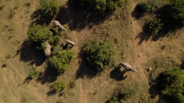 Overhead Static View Family Wild African Elephants Grazing Savannah Meadow — Wideo stockowe