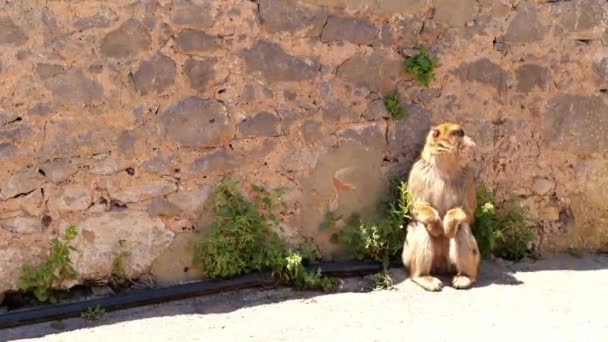 Close Footage Macaque Monkey Sitting Street Rock Gibraltar — Stock video