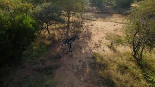 Two Zebras Standing Tree Shade Savannah Meadow Sunny Day Drone — Stockvideo