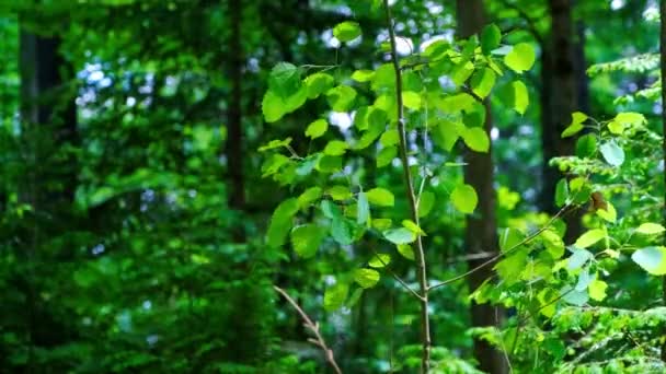 Sunshine Green Leaves Forest — Video Stock