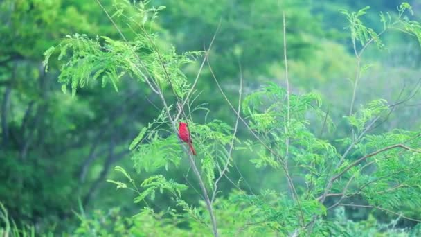 Red Cardinal Northern Bird Branch Tropical Jungle Green Leaves Tree — стокове відео