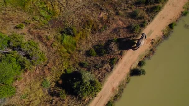 Повітряний Вид Одинокого Африканського Дикого Слона Який Мирно Ходить Березі — стокове відео