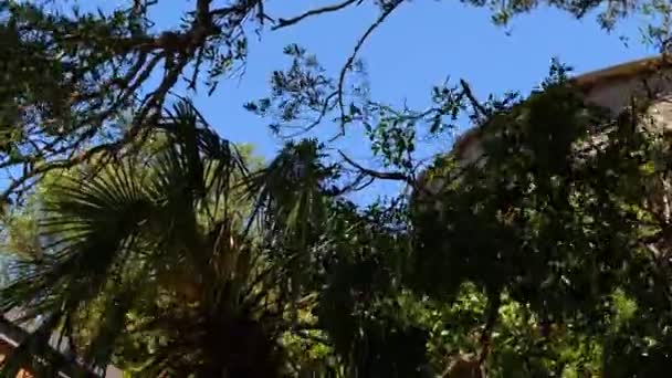 Άγρια Πίθηκοι Ταλάντευση Και Αναρρίχηση Δέντρα Κλίση Προς Πάνω Πυροβόλησε — Αρχείο Βίντεο