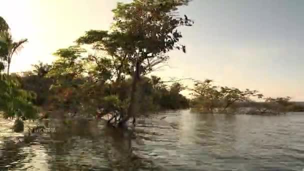 Prędkość Motorówce Wzdłuż Linii Brzegowej Amazonii Zachodzie Słońca — Wideo stockowe