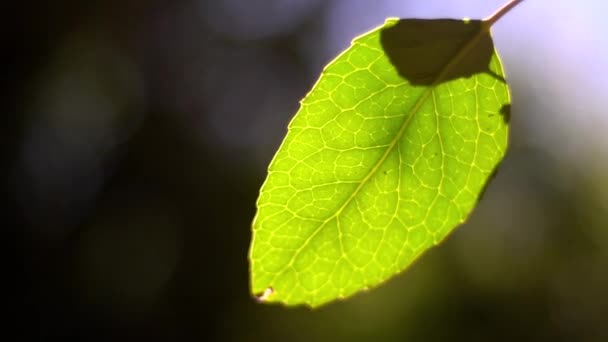 Autumn Details Sony Alpha 6400 — Vídeos de Stock