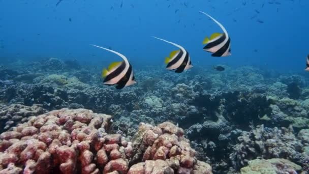 Beautiful Bannerfish Clear Blue Water Tropical Coral Reef Atoll Fakarava — Vídeo de Stock