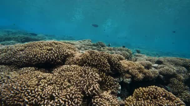 Blacktip Reef Shark Swimming Crystal Clear Water Tropical Coral Reef — 图库视频影像