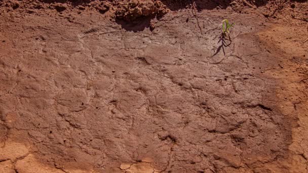 Close Shot Drying Out Soil Bright Sunny Day Timelapse Evaporation — ストック動画