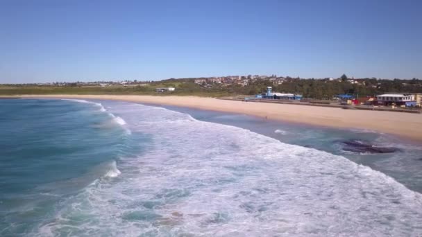 Aerial View Waves Maroubra Beach Eastern Sydney — Stock video