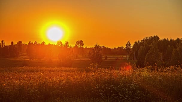 Timelapse Shot Rural Landscape Sunset Timelapse Green Grasslands Brich Trees — Wideo stockowe