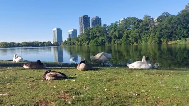 Swans Geese Rest Peacefully Preen Feathers Early Morning High Park — Stok video