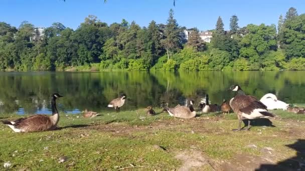 Birds Waking Early Morning Lake High Park — Stock Video