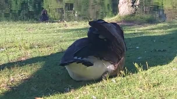 Canada Goose Sits Grass Preens Her Wing — Vídeo de Stock