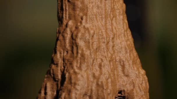 Μια Κλίση Προς Κάτω Από Ένα Macro Τυπωμένο Δέντρο Ρεπλίκα — Αρχείο Βίντεο