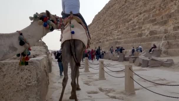 Tourist Camel Riding Guide Next Famous Pyramid Khafre Egypt — Stock Video