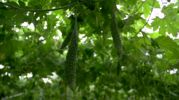 Green Colored Baby Bitter Melon Growing Vine Enclosed Area Filmed — Vídeo de Stock