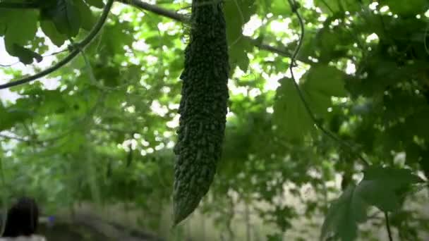 Full Sized Organic Bitter Melon Fruit Growing Vine Enclosed Agricultural — Vídeo de Stock