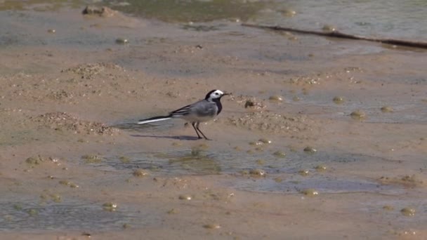 White Wagtail Foraging Mudflat Low Tide Close — стоковое видео