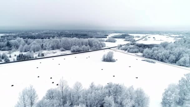 Λευκό Χιονισμένο Τοπίο Χειμώνα Πεδίο Θαυμάτων Δέντρα Και Τον Ορίζοντα — Αρχείο Βίντεο