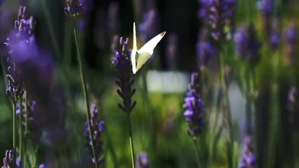 White Butterfly Closeup Flying Lavender Blossom Flowers Background Blur Bokeh — Vídeo de Stock