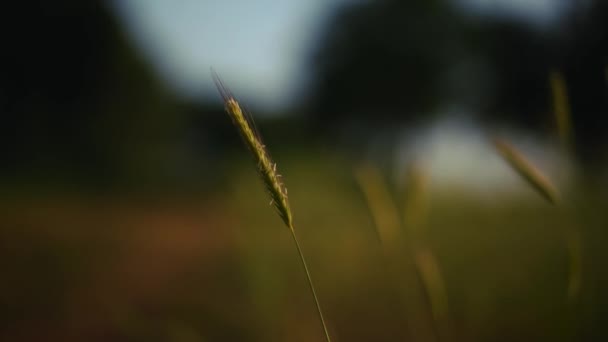 Oat Grain Cereals Seed Flower Blossom Background Blur Bokeh Beautiful — ストック動画