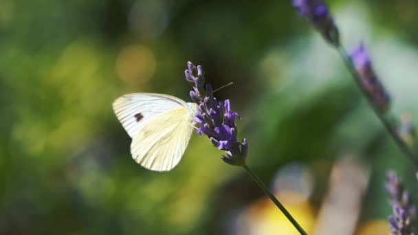 Beautiful White Butterfly Closeup Flying Lavender Blossom Flowers Background Blur — 图库视频影像