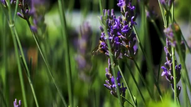 Honey Bee Bumblebee Flying Lush Vibrant Lavender Blossom Flowers Background — Vídeo de Stock