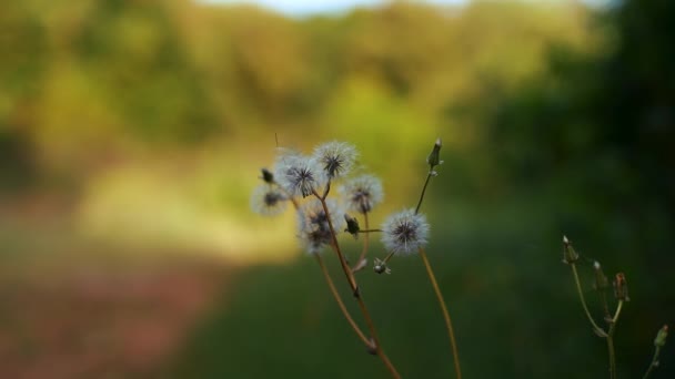 Dandelion Flowers Blossom Background Blur Bokeh Beautiful Green Plants Flora — Vídeo de stock